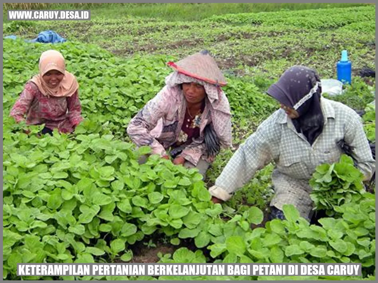 Keterampilan Pertanian Berkelanjutan bagi Petani di Desa caruy