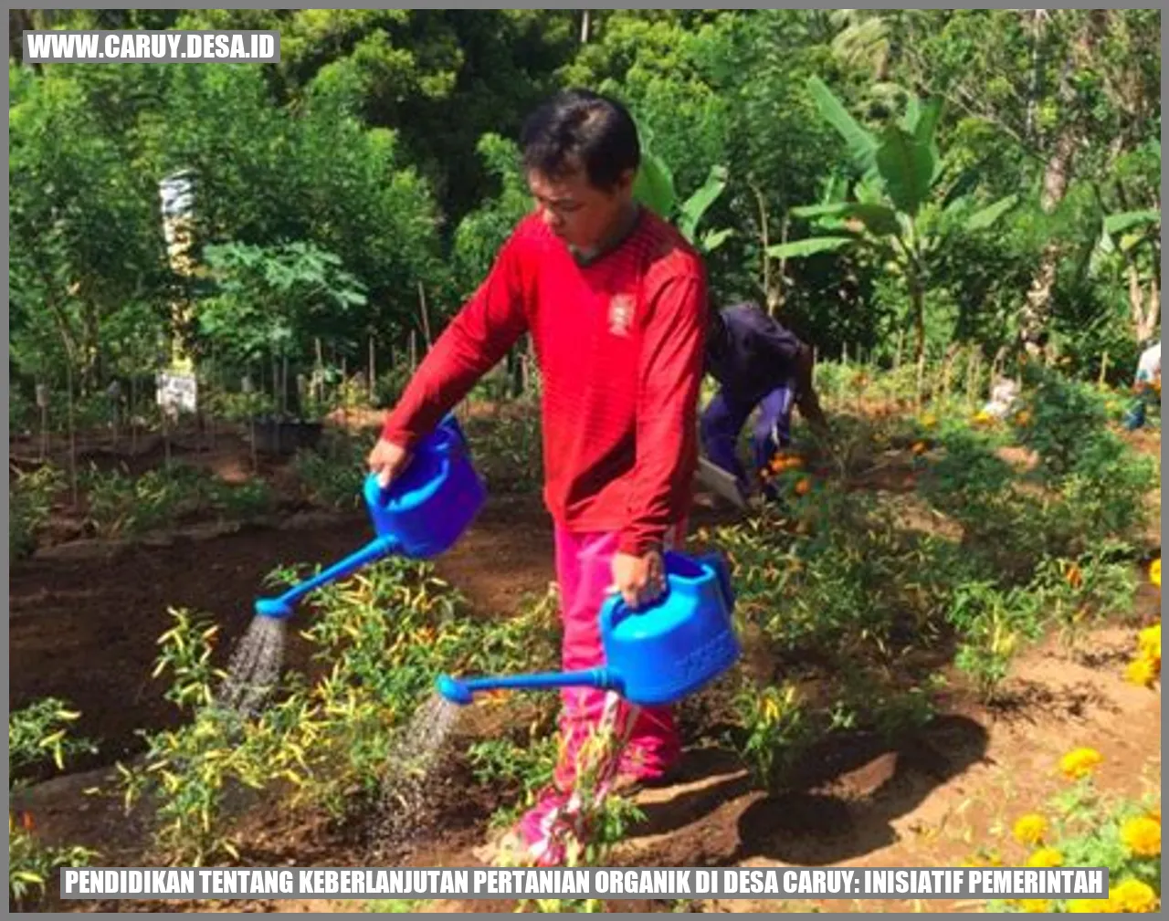 Pendidikan tentang Keberlanjutan Pertanian Organik di Desa Caruy: Inisiatif Pemerintah