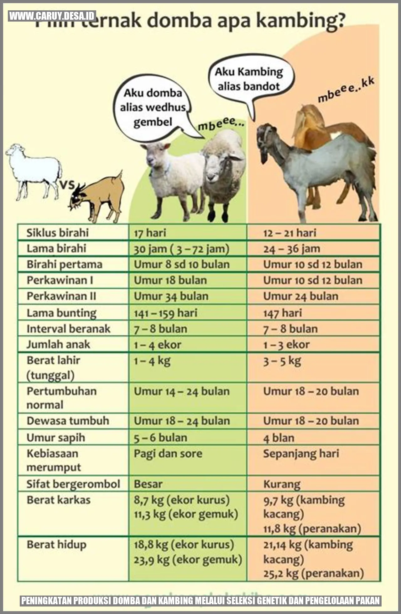 Gambar Domba dan Kambing