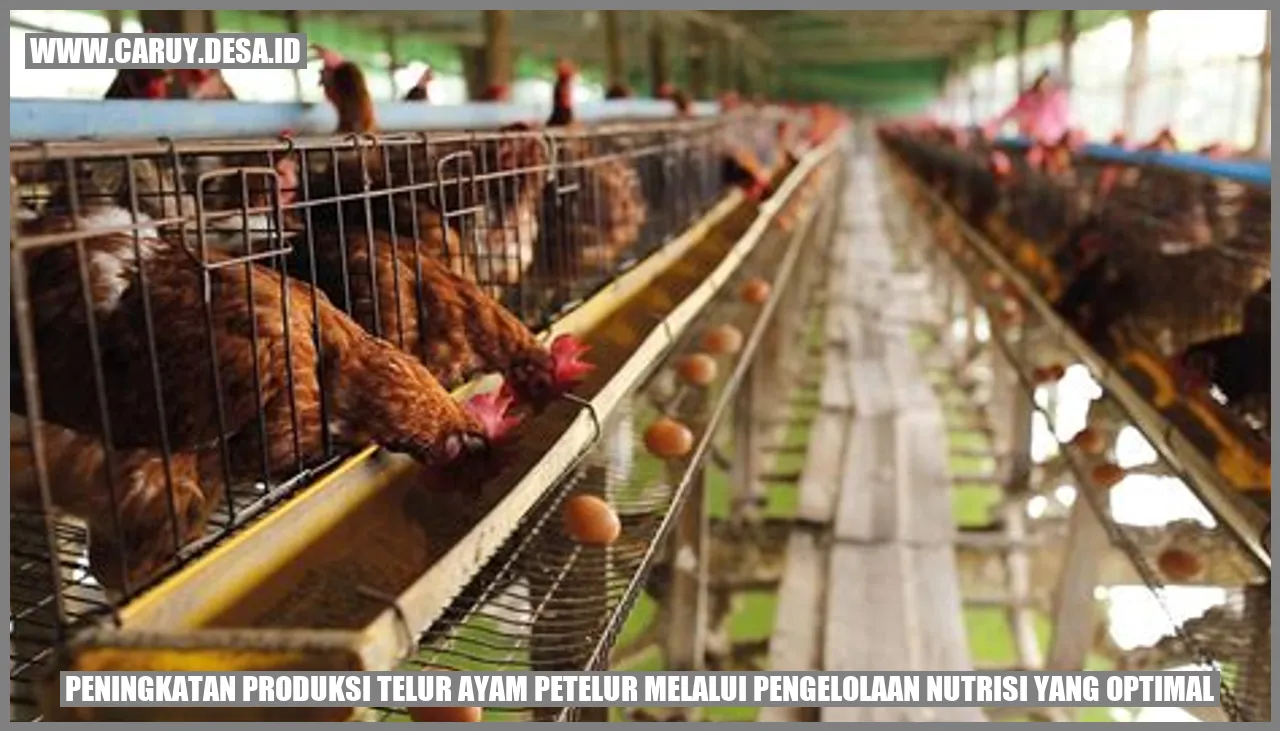 Produksi Telur Ayam Petelur melalui Pengelolaan Nutrisi yang Optimal
