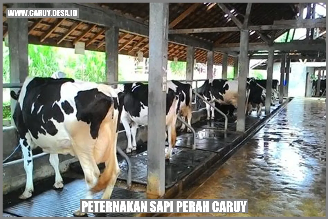 Peternakan Sapi Perah Caruy